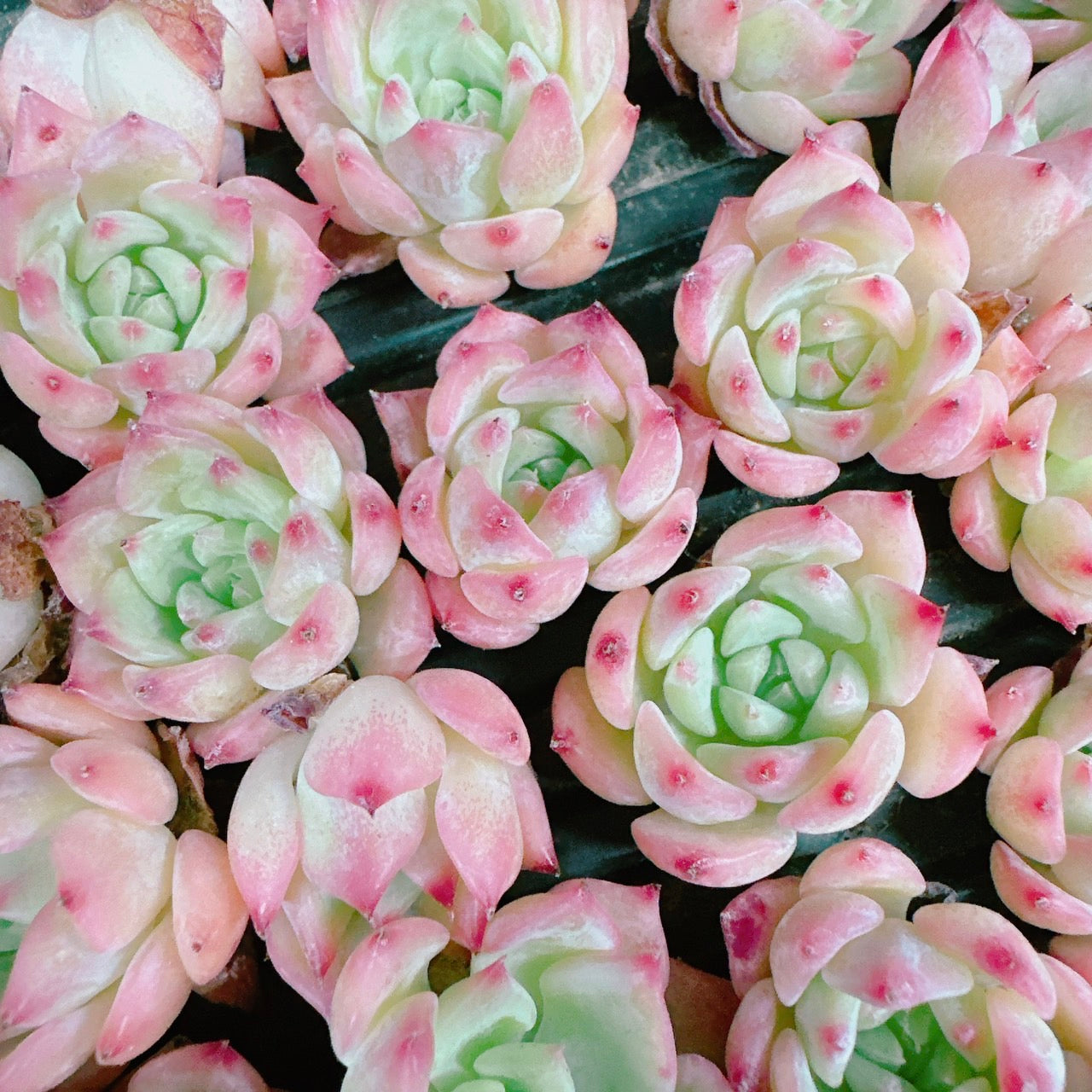 AKマリア – Bull Succulent