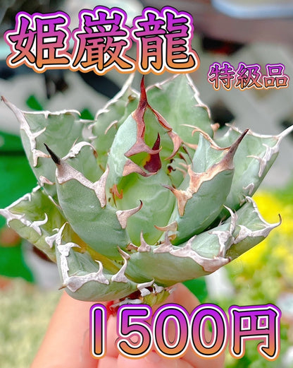 姫巌龍　特級品