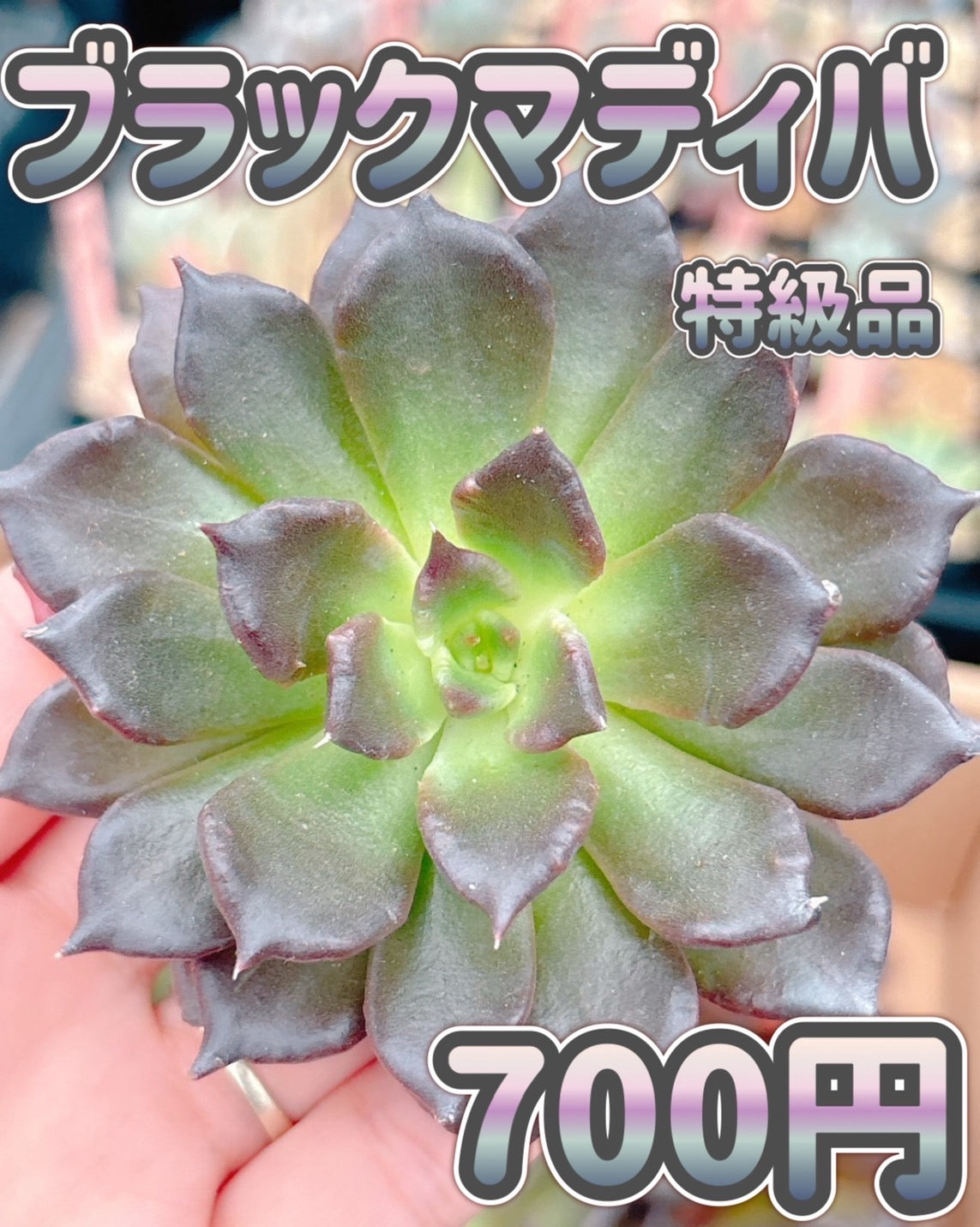 ブラックマディバ　特級品