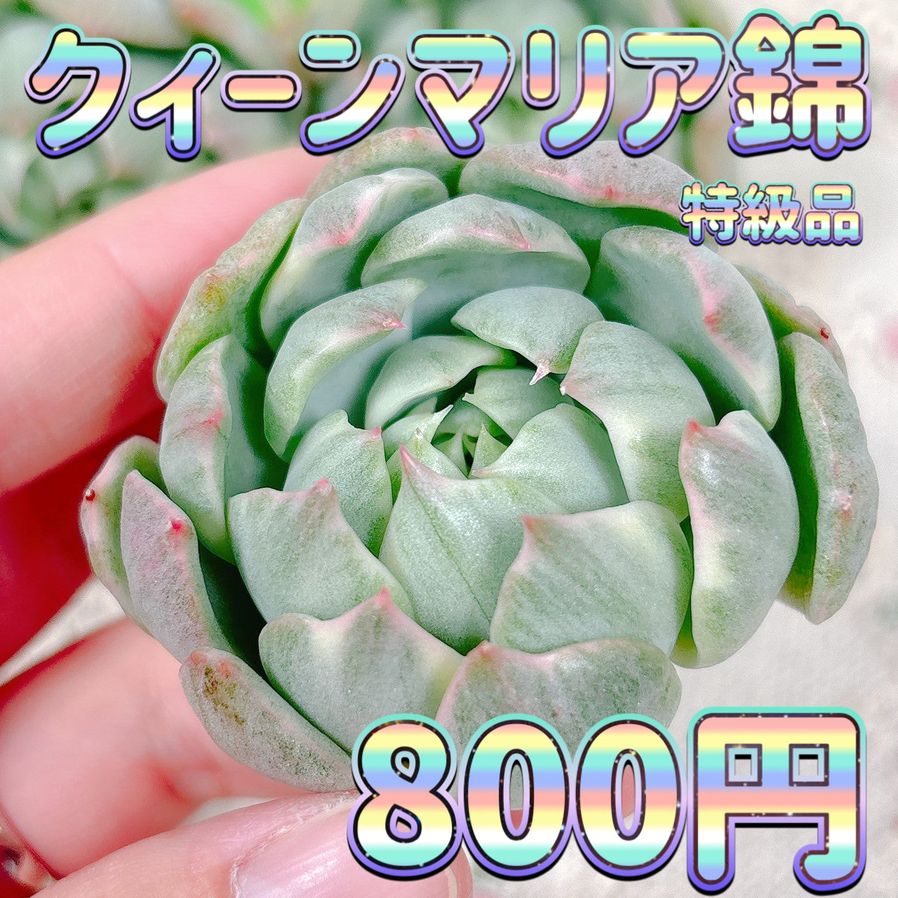 クィーンマリア錦　特級品