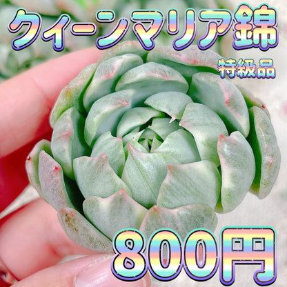 クィーンマリア錦　特級品
