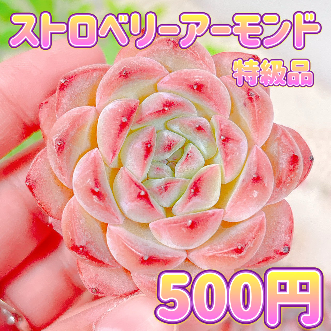 多肉植物の販売・通販サイト | Bull Succulent(ブルサキュレント)