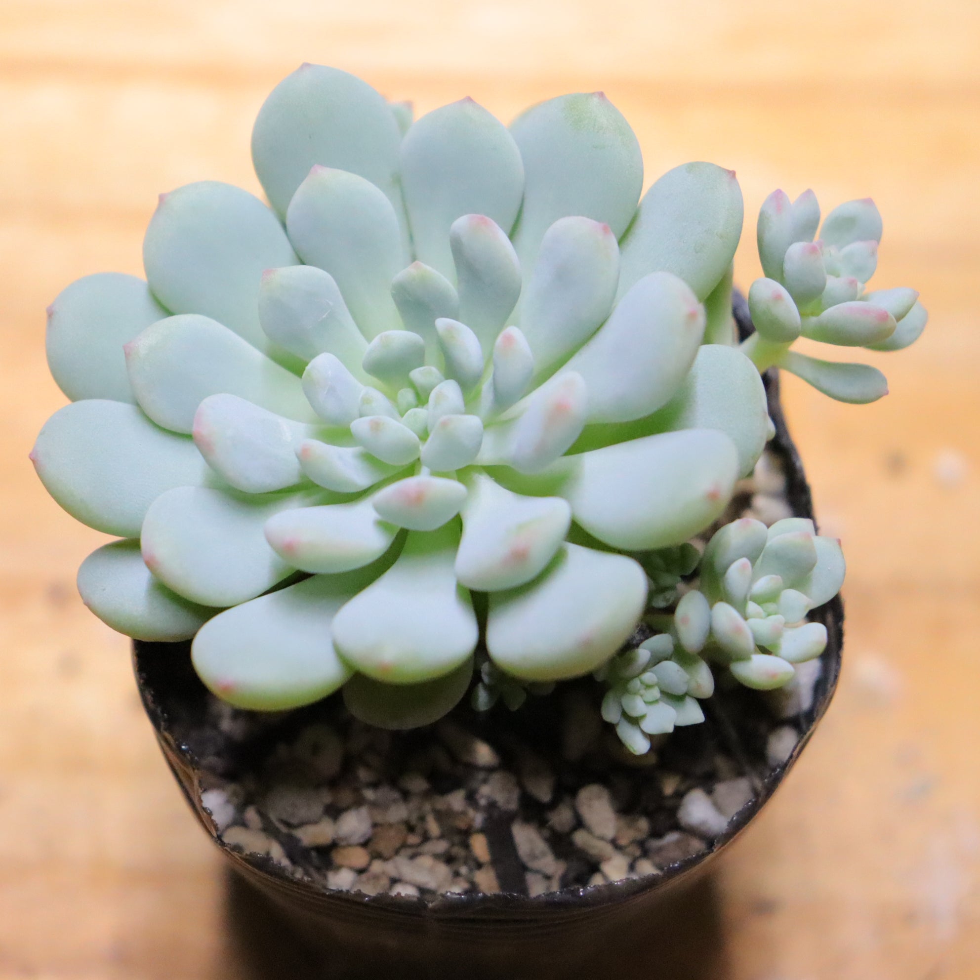 商品 – Page 261 – Bull Succulent