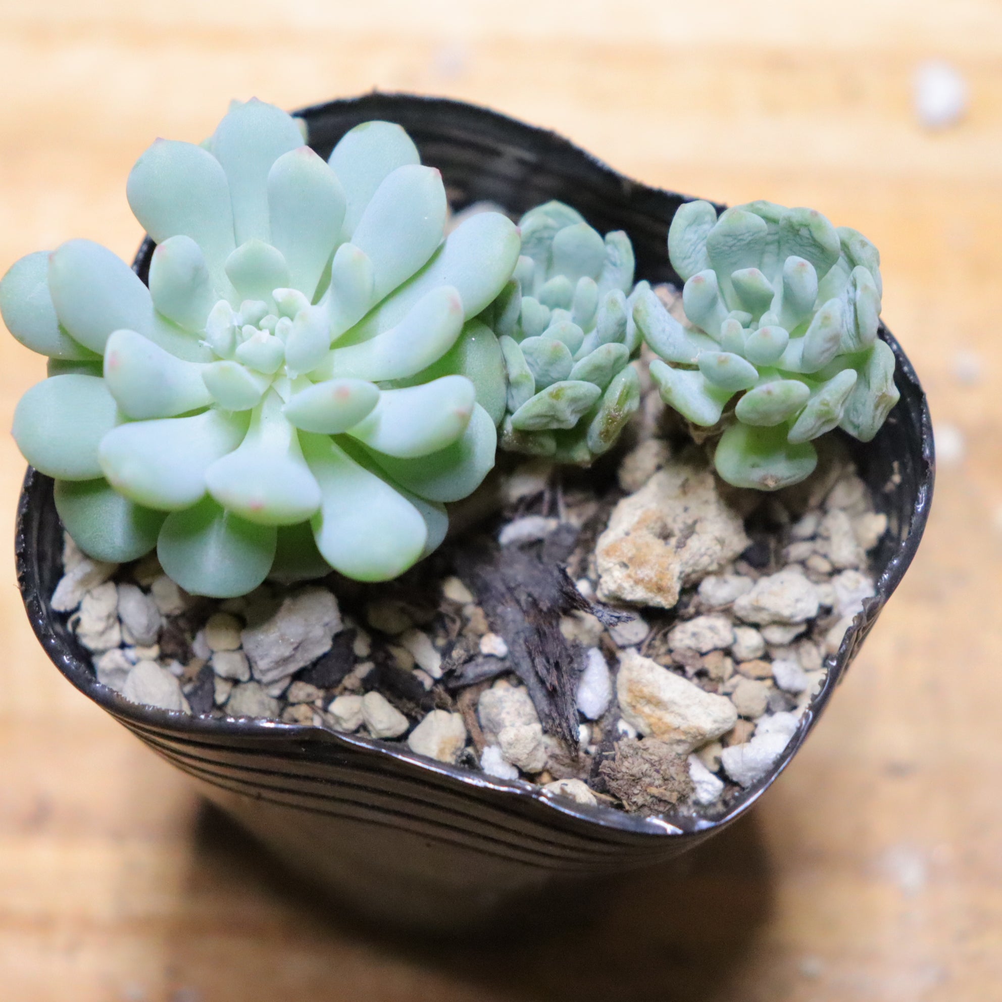 商品 – Page 261 – Bull Succulent