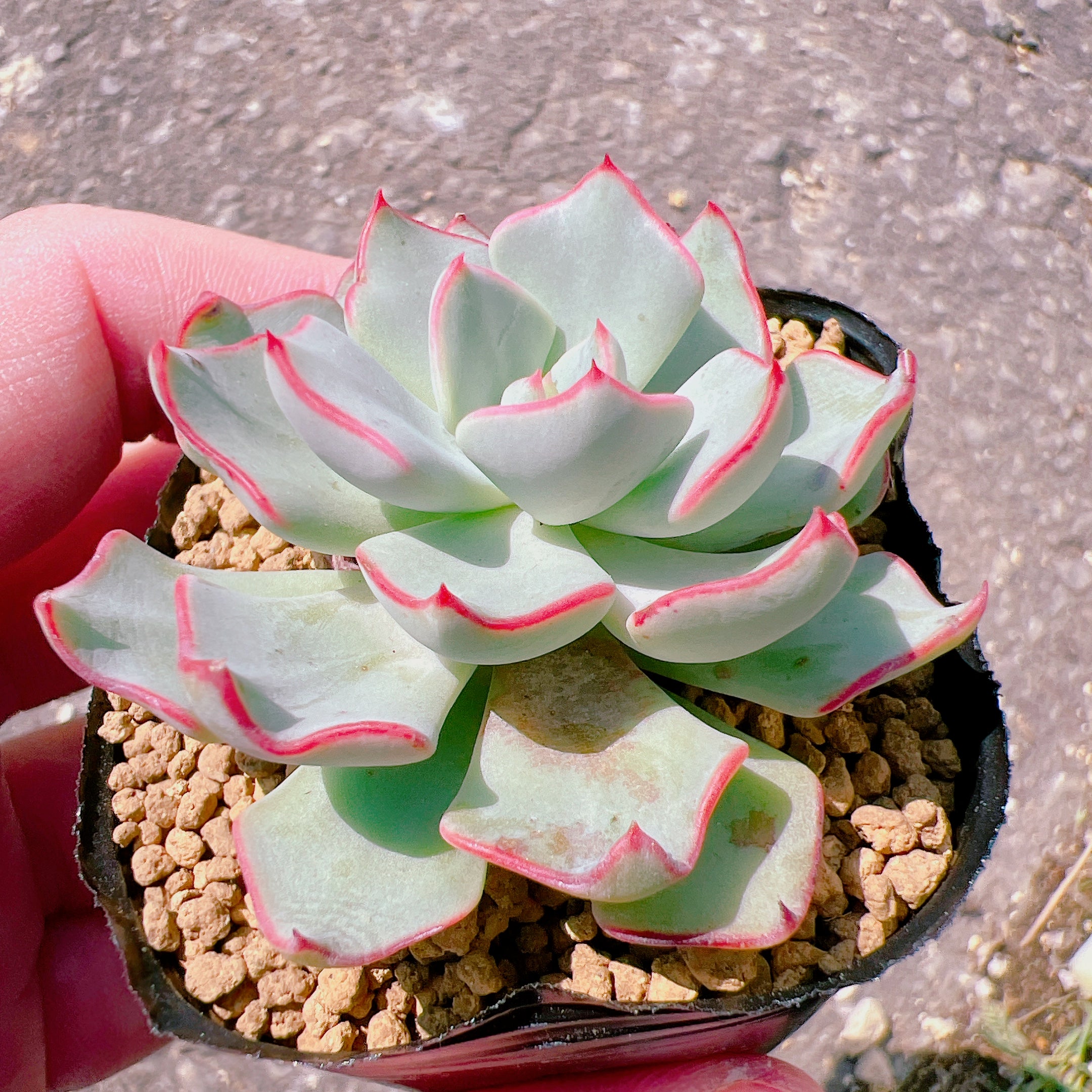 多肉植物 遅かっ ストリクチフローラノヴァ