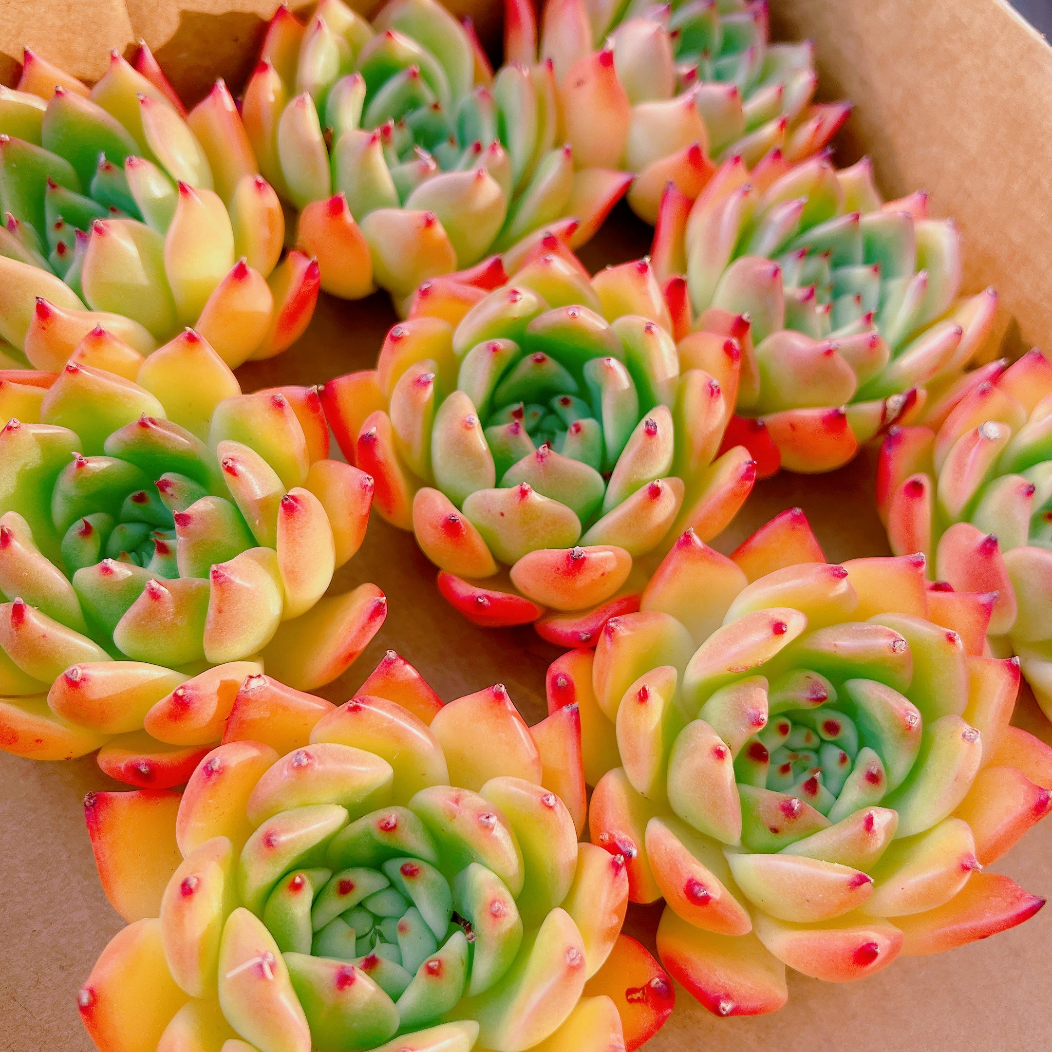 ガルシア – Bull Succulent ガルシア – Bull Succulent