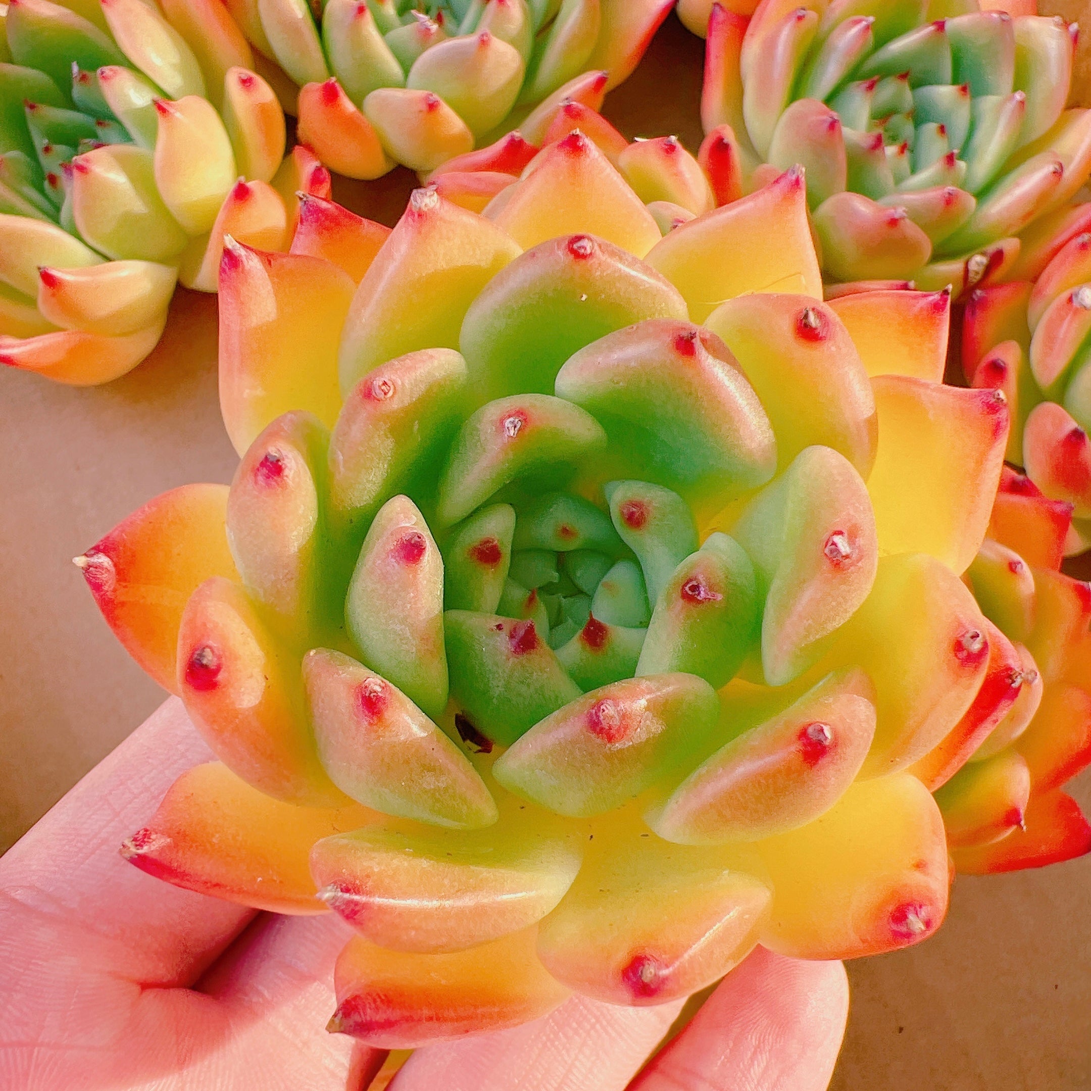 ガルシア – Bull Succulent