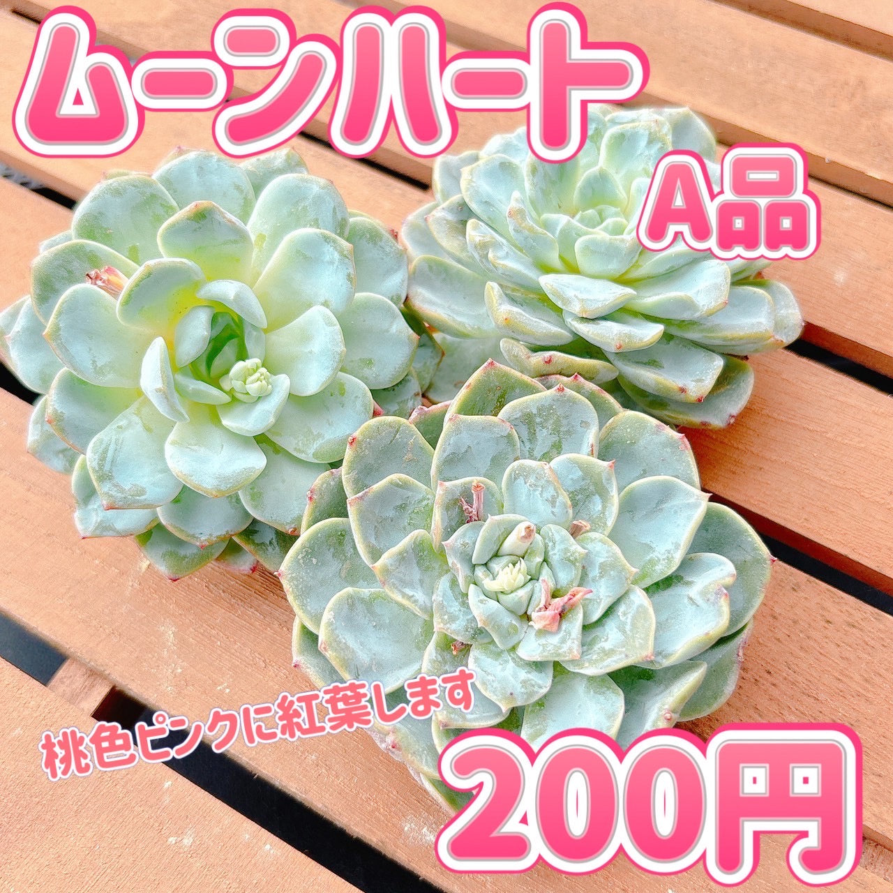 ムーンハート　A品