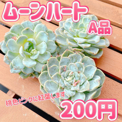 ムーンハート　A品