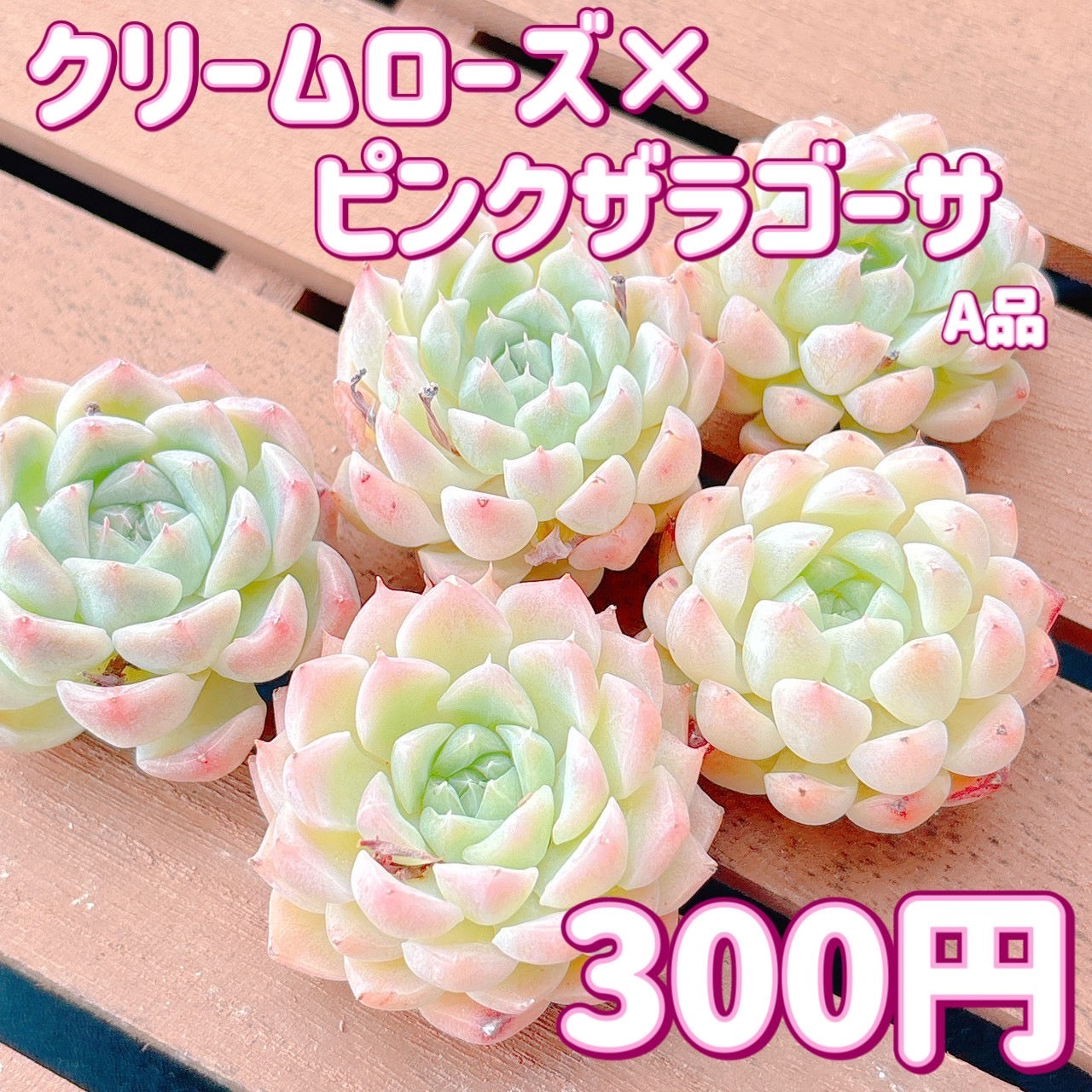 クリームローズ×ピンクザラゴーサ　A品