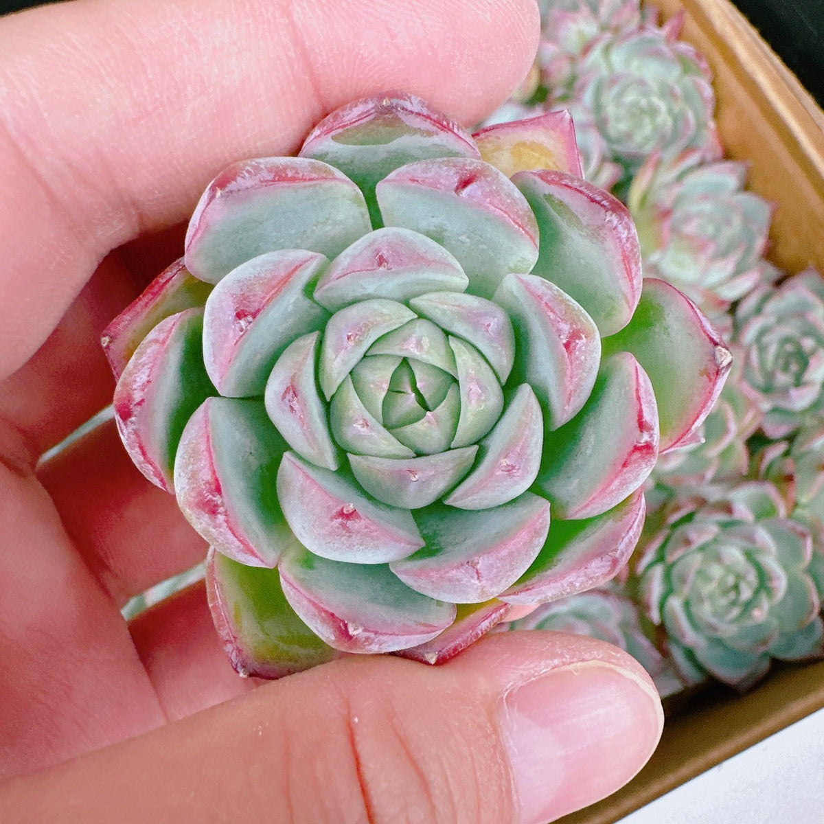 ピンククリスタルローズ – Bull Succulent