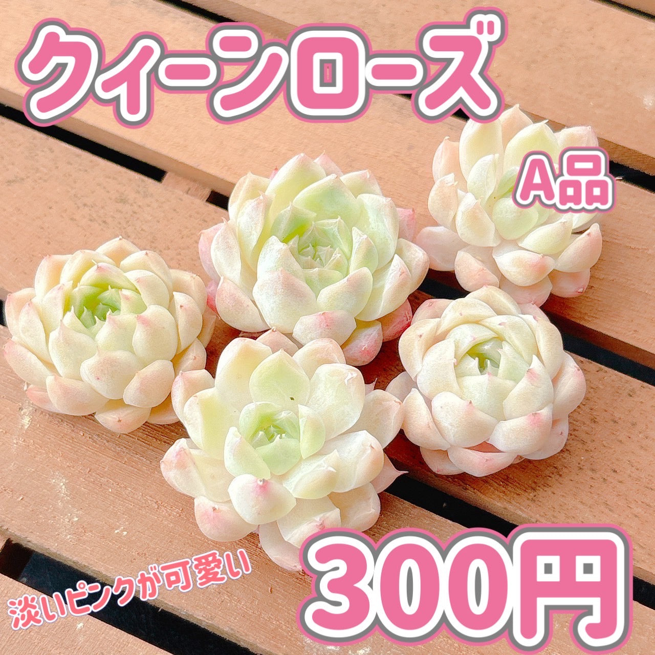 クィーンローズ　A品