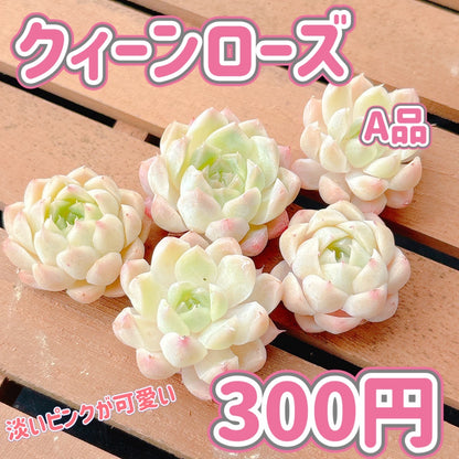 クィーンローズ　A品