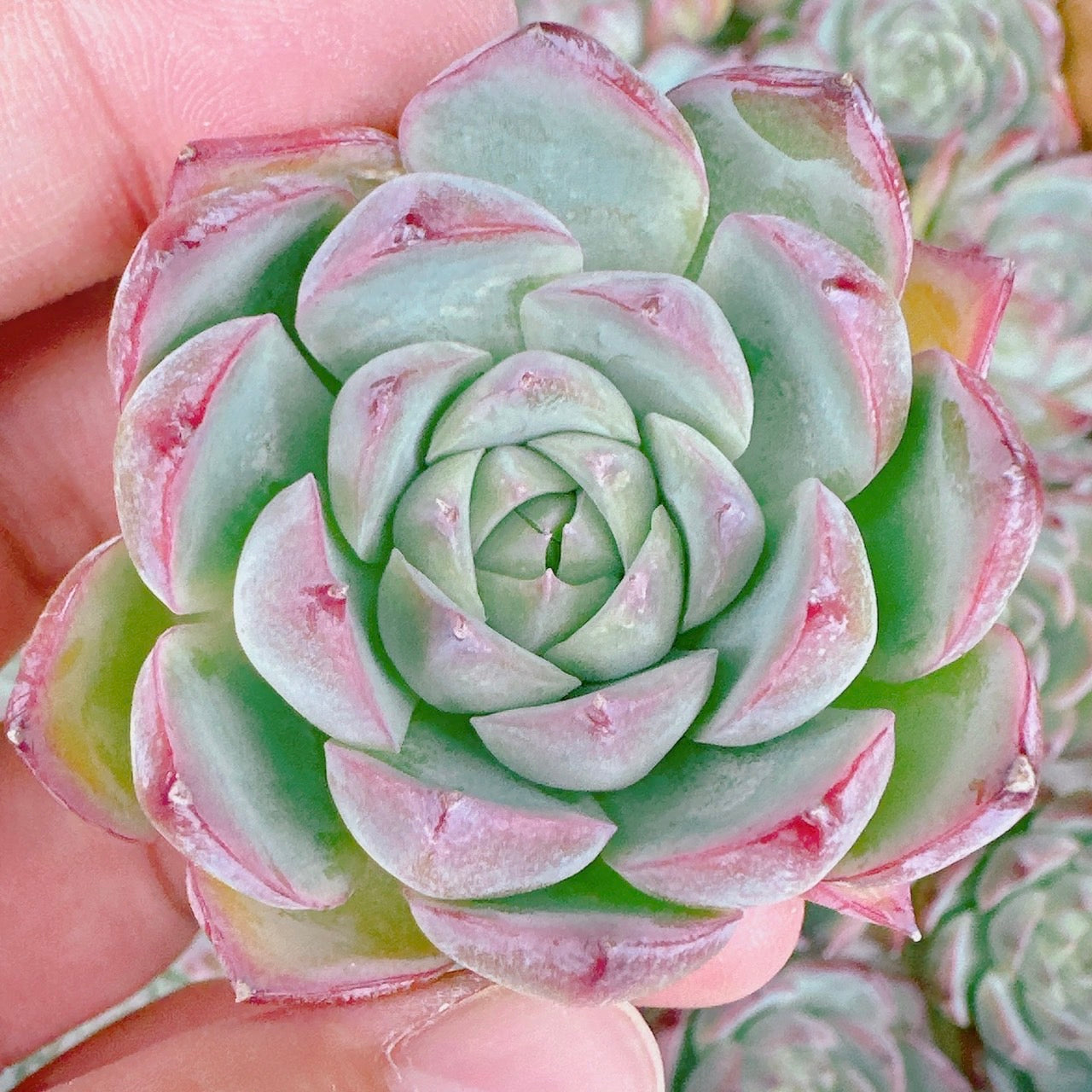 ピンククリスタルローズ – Bull Succulent