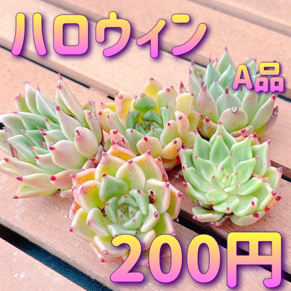 ハロウィン　A品