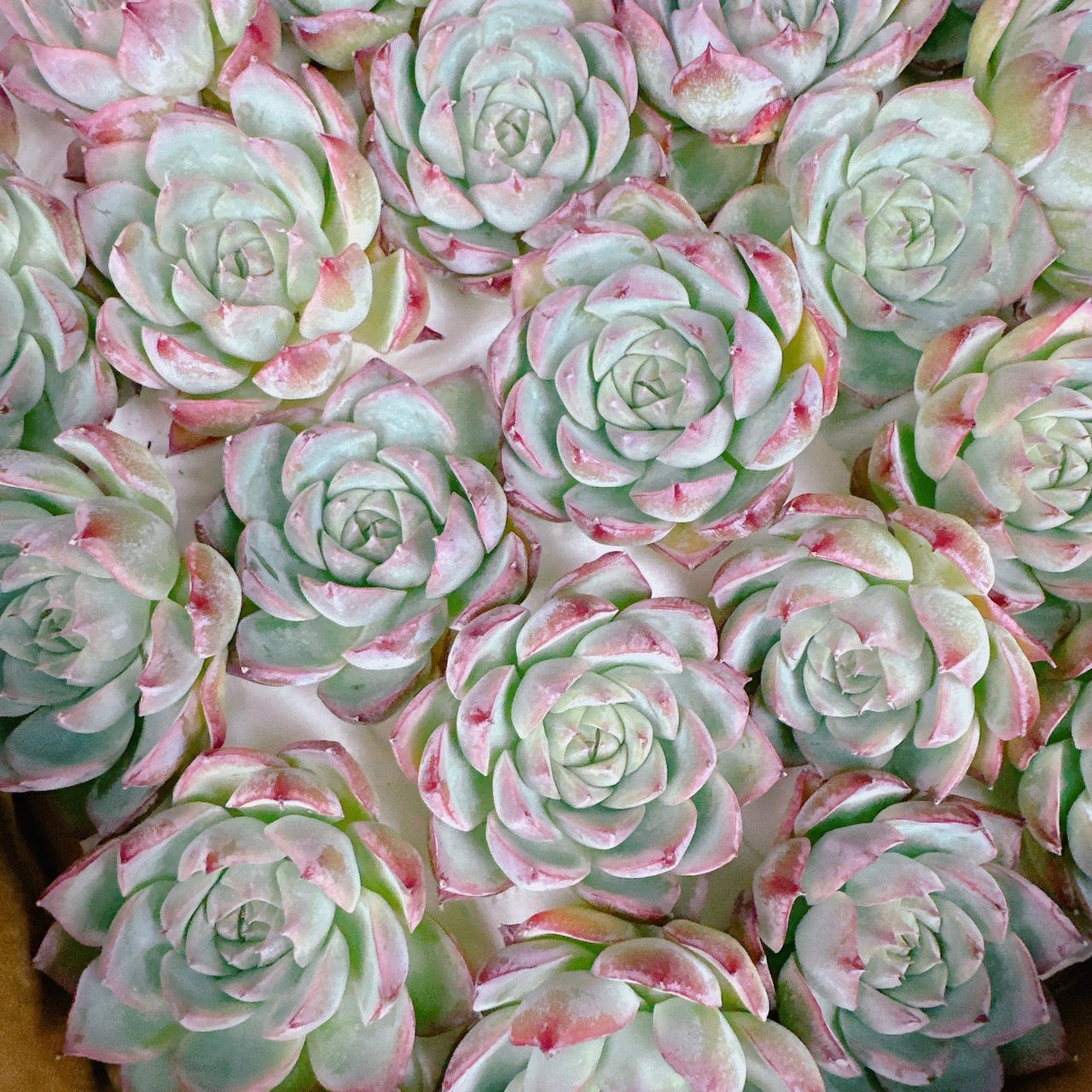ピンククリスタルローズ – Bull Succulent