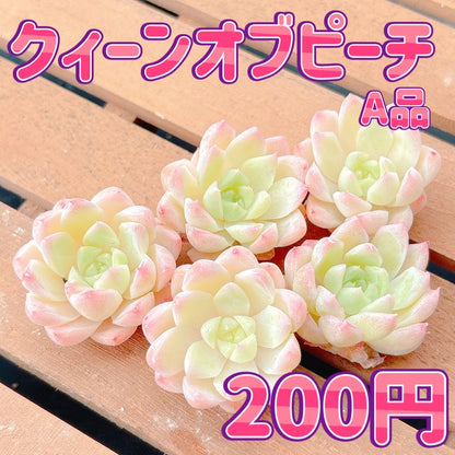 クィーンオブピーチ　A品