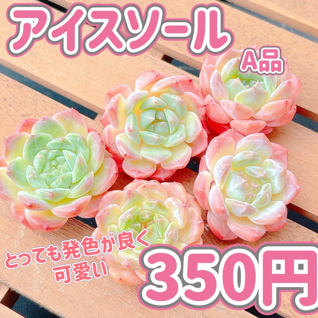アイスソール　A品