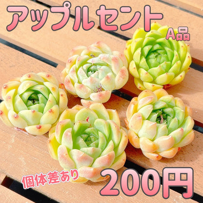 アップルセント　A品
