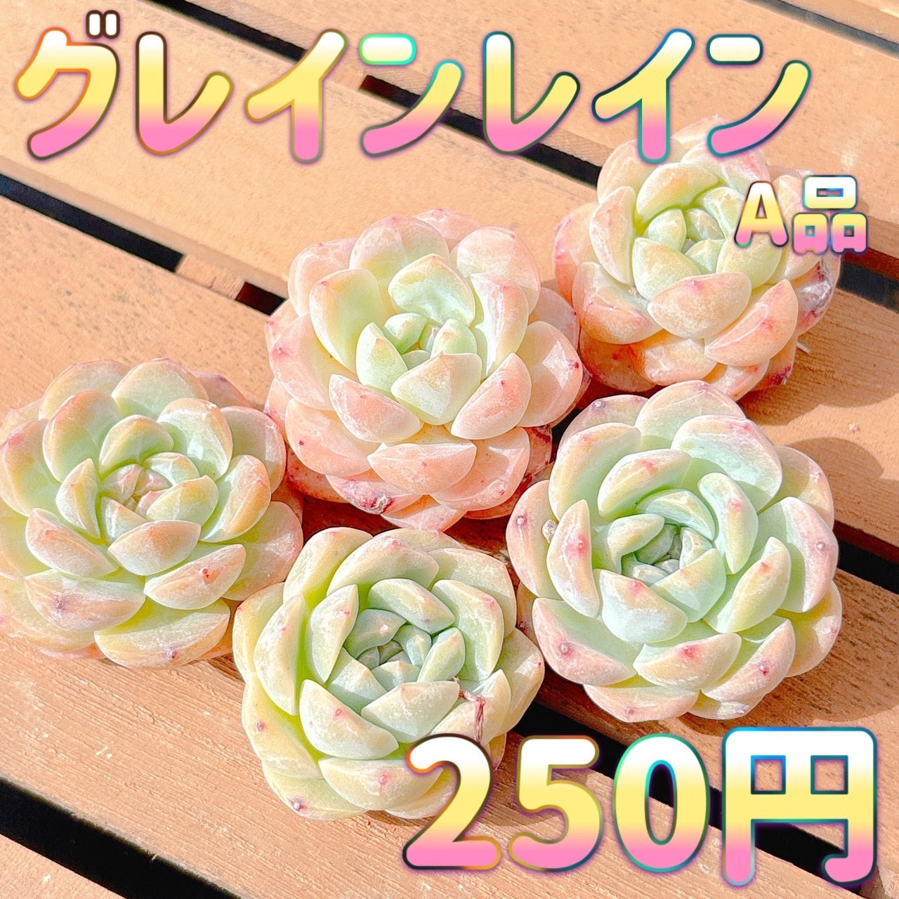 グレインレイン　A品