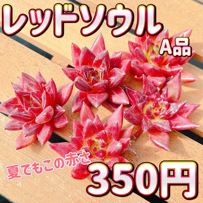 レッドソウル　A品