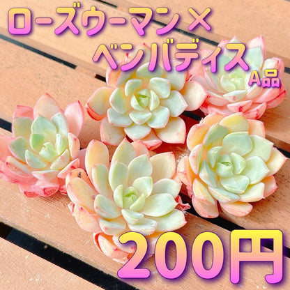ローズウーマン×ベンバディス　A品