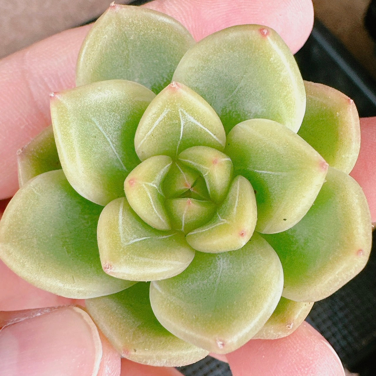 クリアスカイジェニー – Bull Succulent