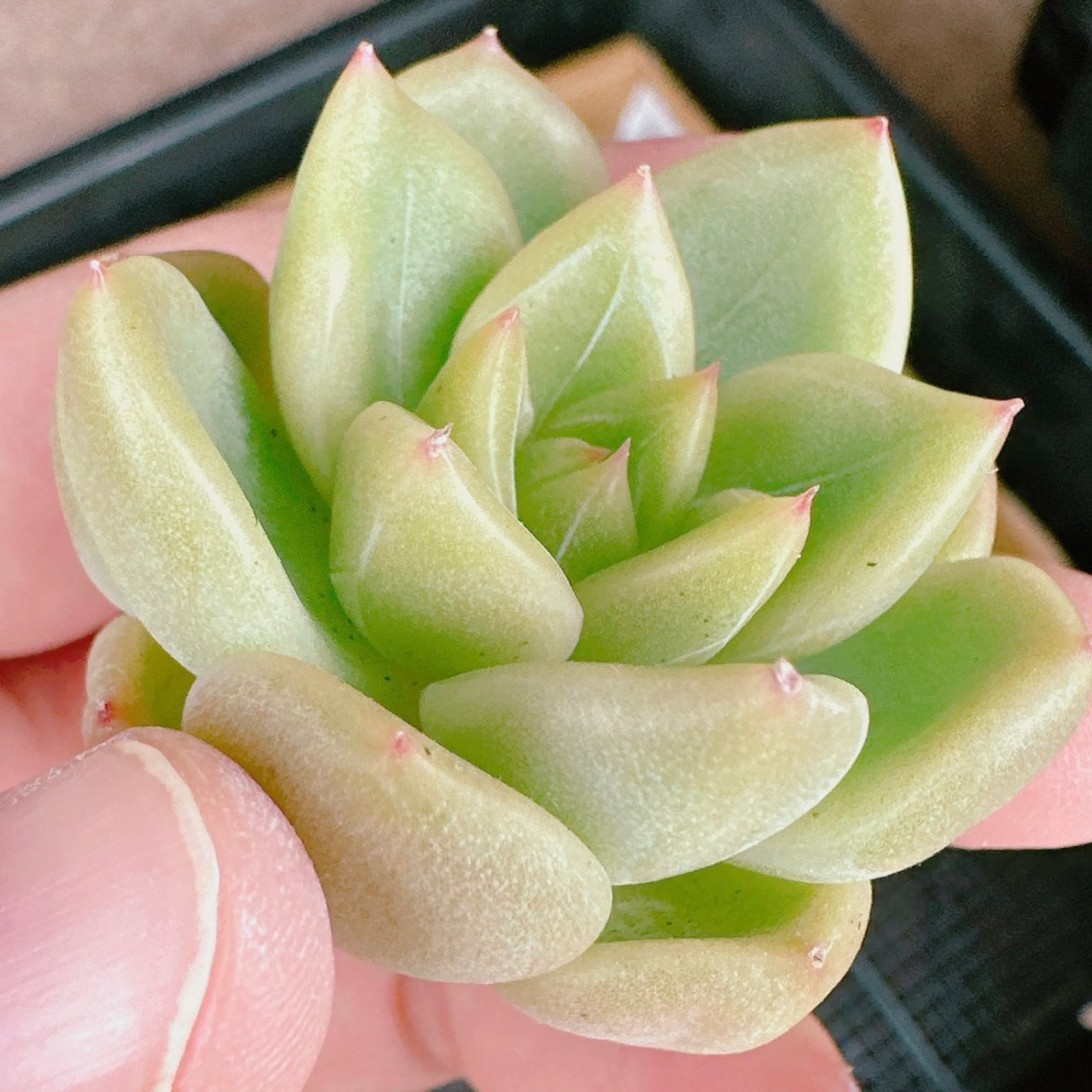 クリアスカイジェニー – Bull Succulent
