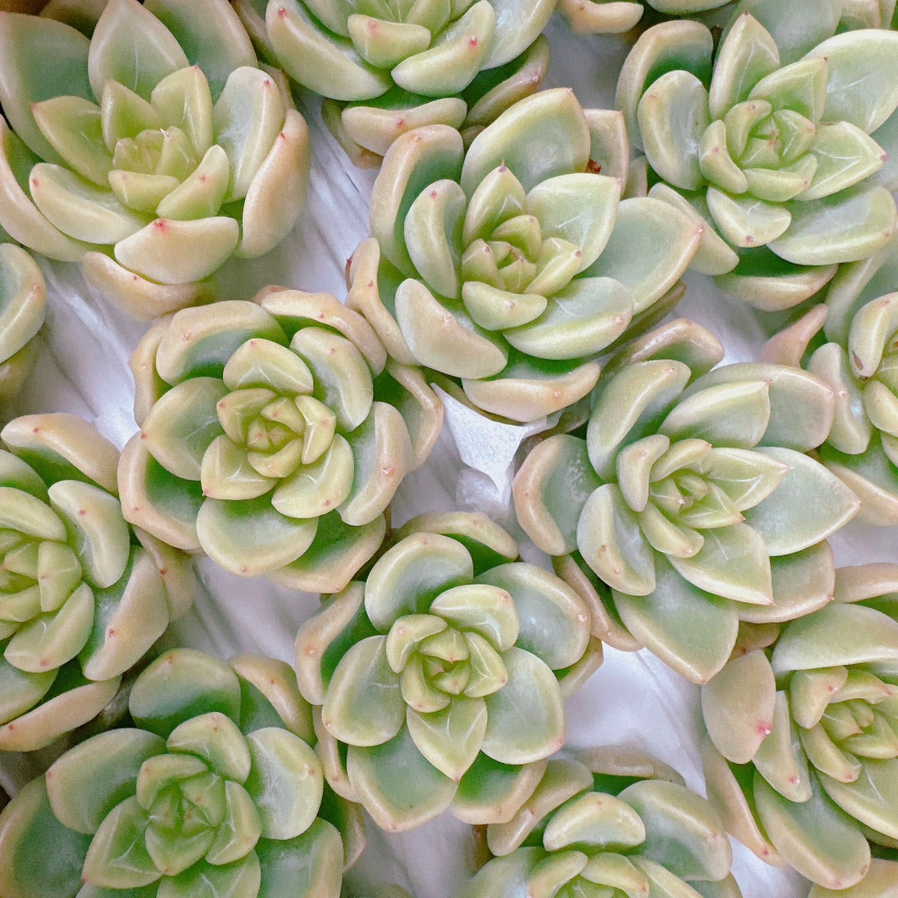 Top【選抜株】多肉植物　23495クリアスカイジェニー 105個プラグトレー苗 クリアスカイジェニー – Bull Succulent