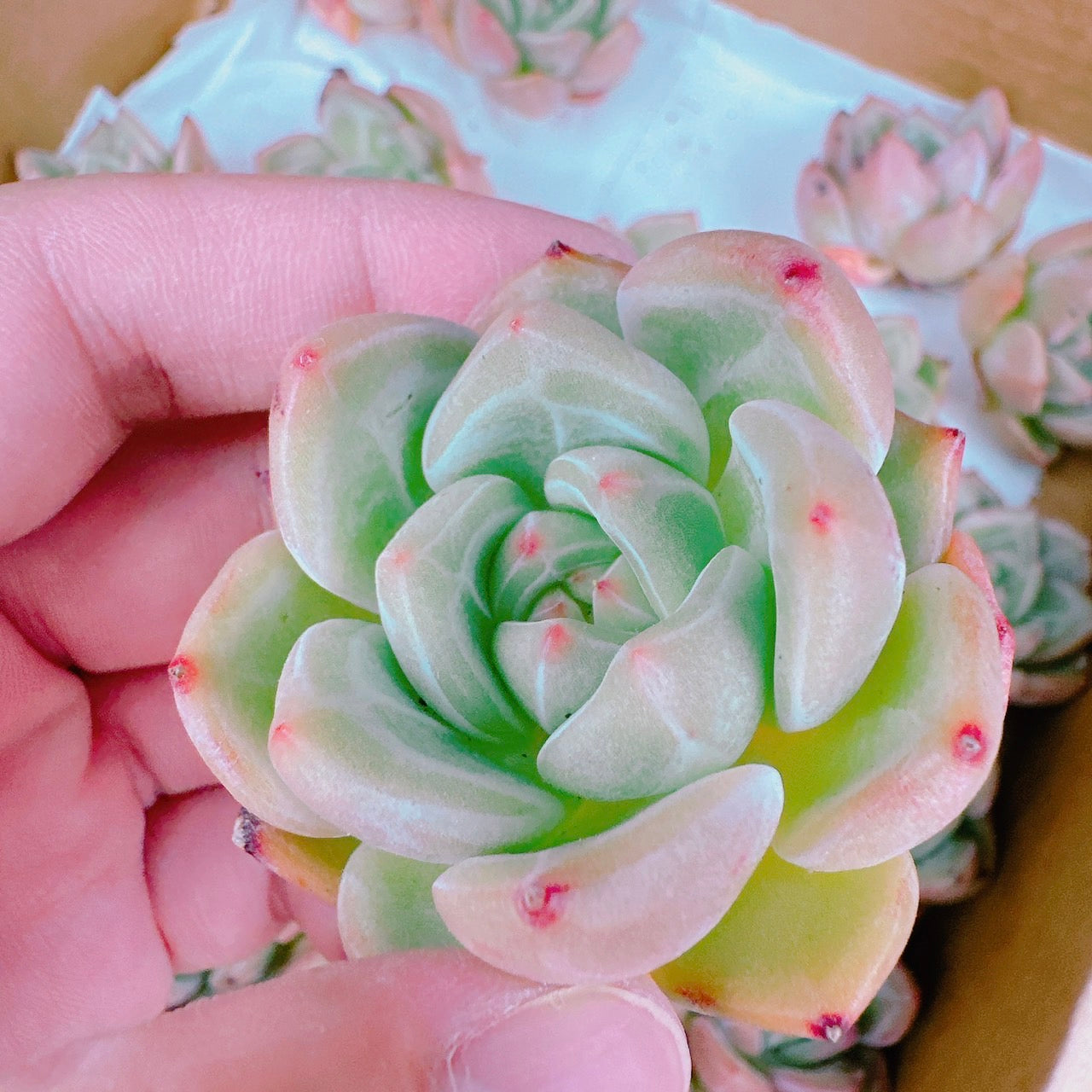 ハニーオレンジ – Bull Succulent