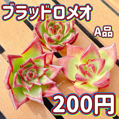 ブラッドロメオ　A品
