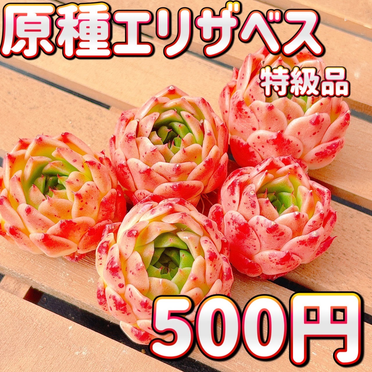 原種エリザベス　特級品