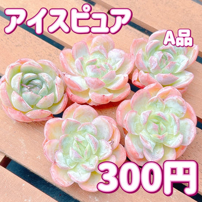 アイスピュア　A品