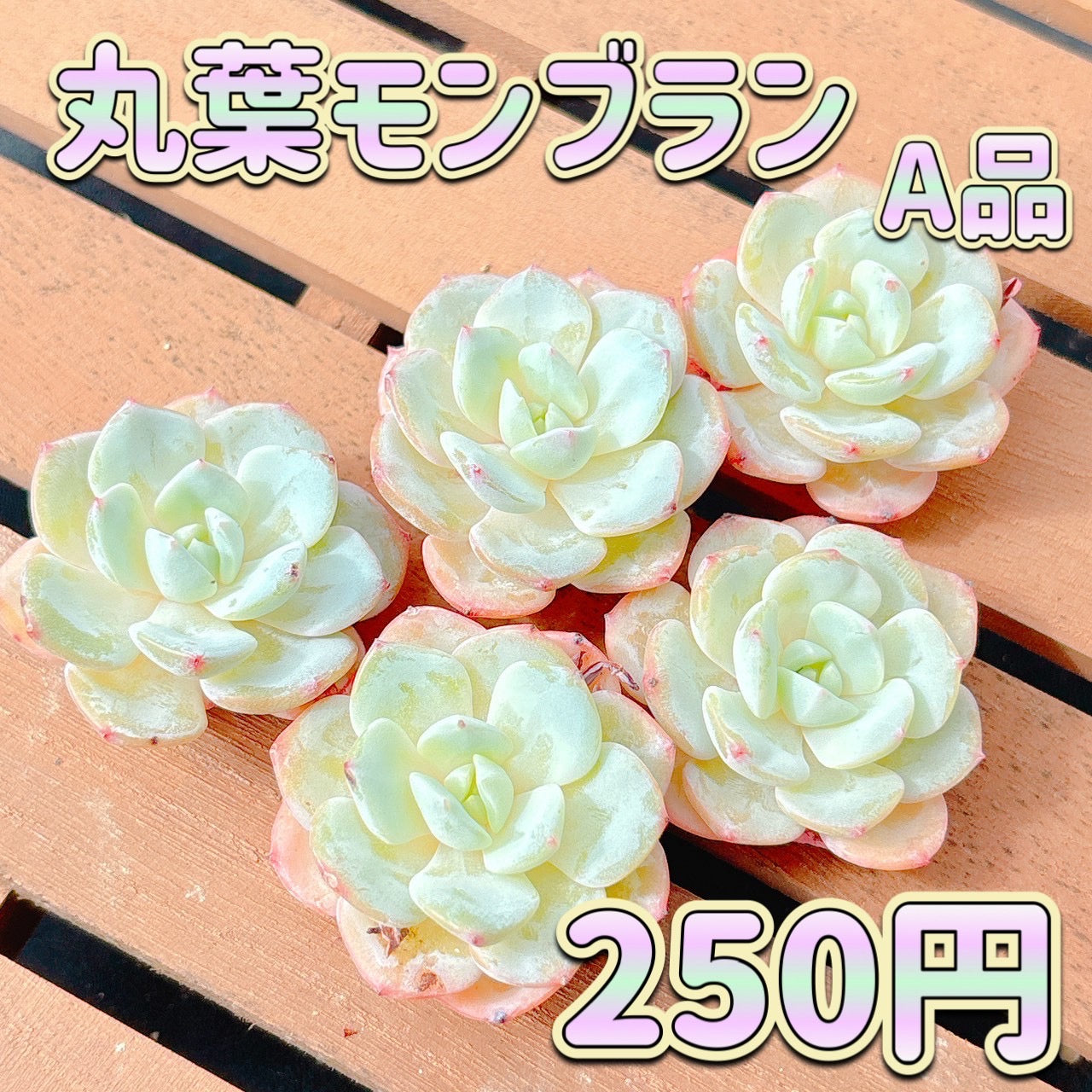 丸葉モンブラン　A品