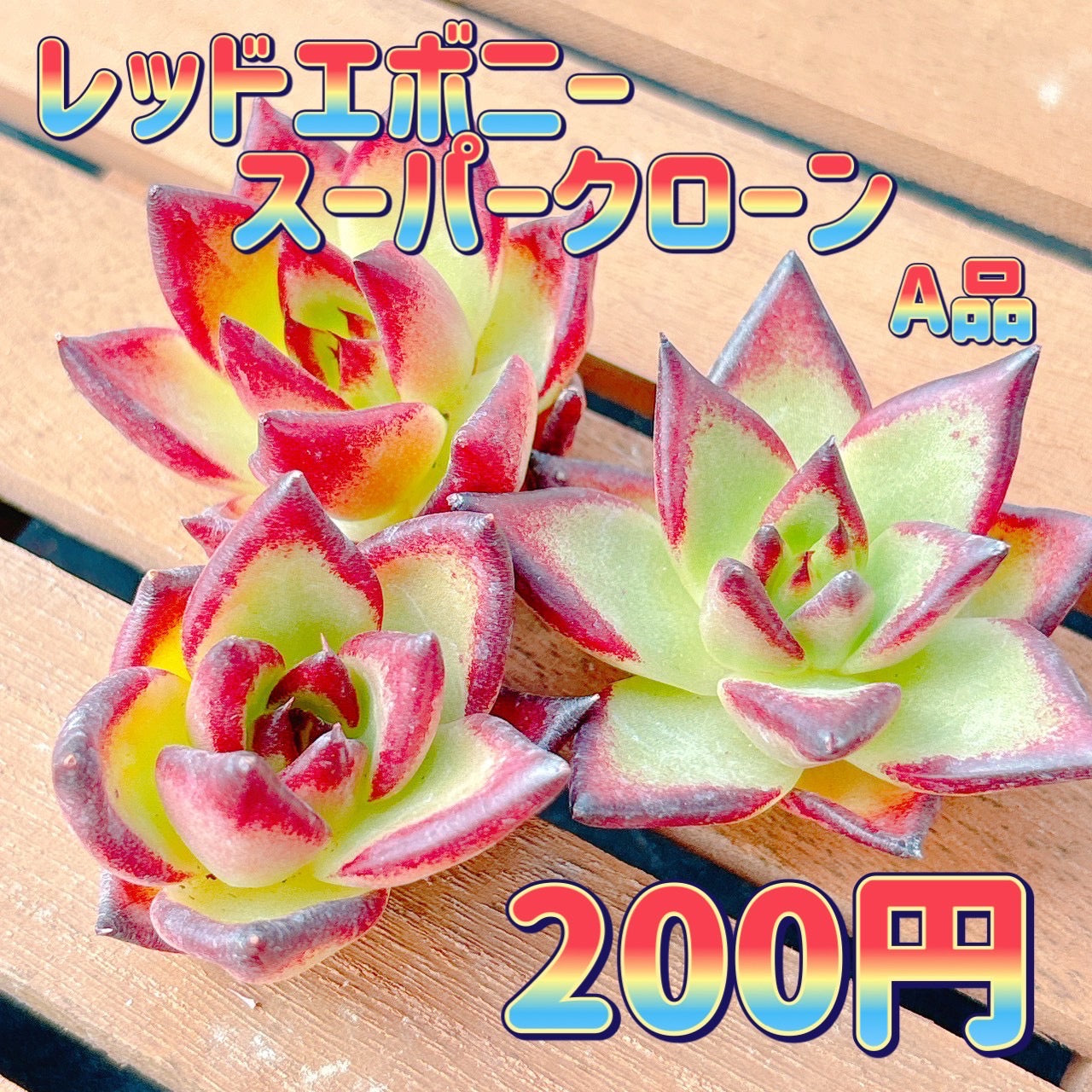 レッドエボニースーパークローン　A品