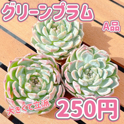 グリーンプラム　A品
