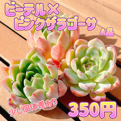 ビーテル×ピンクザラゴーサ　A品