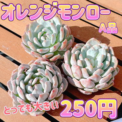 オレンジモンロー　A品