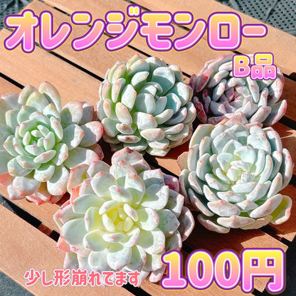 オレンジモンロー　B品
