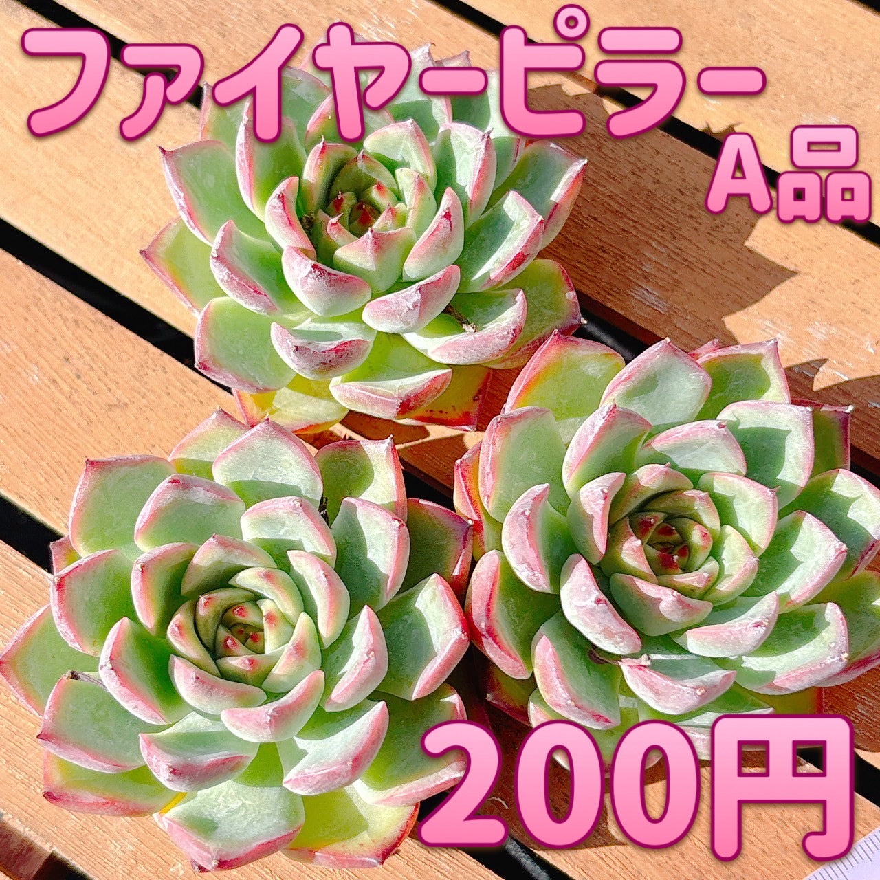 ファイヤーピラー　大　A品