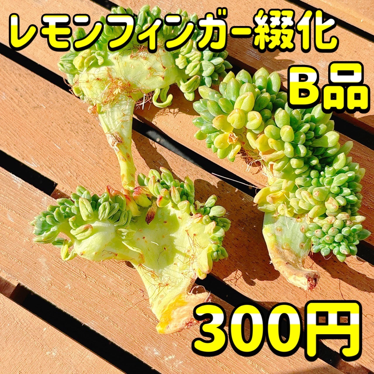 レモンフィンガー綴化　　B品