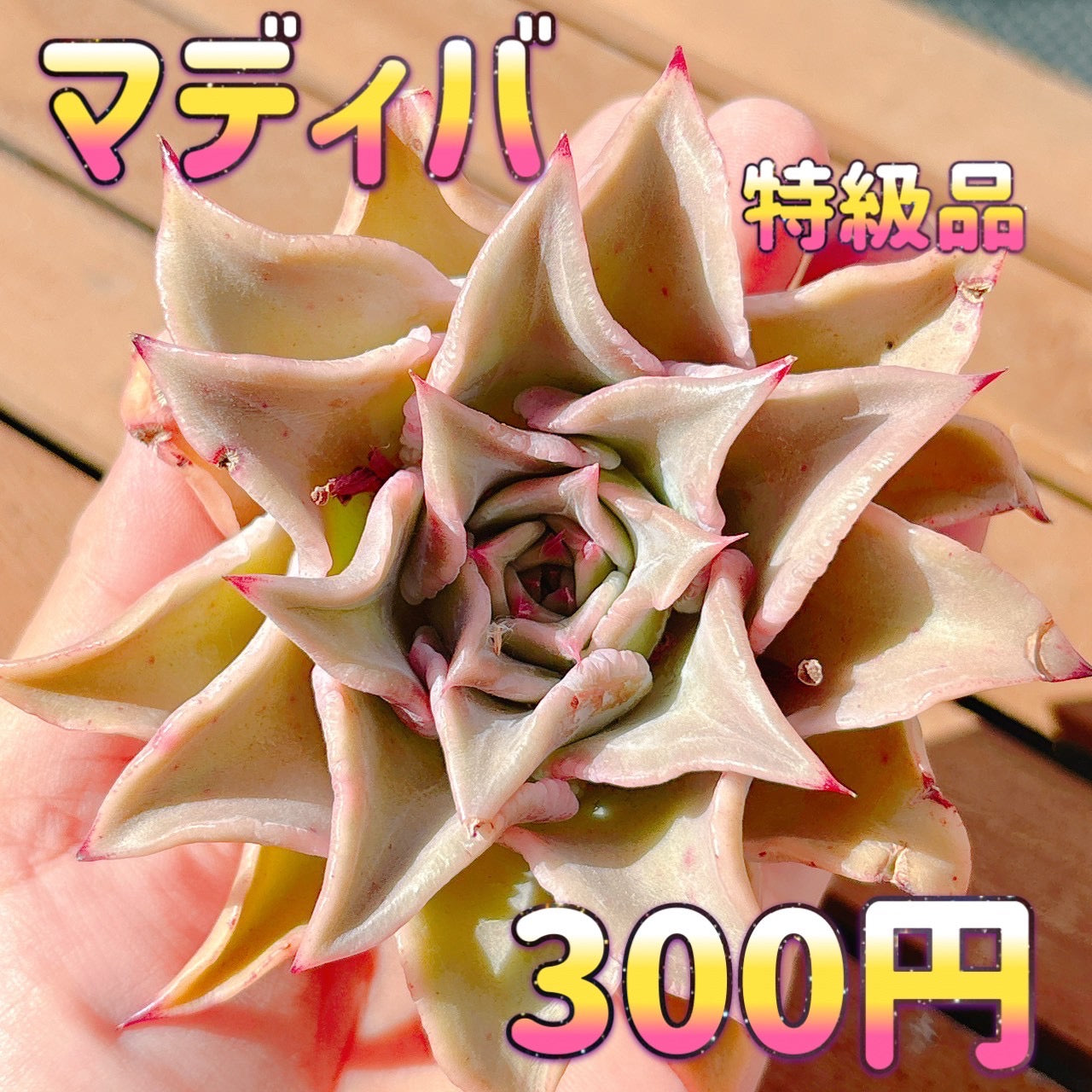 マディバ　特級品　