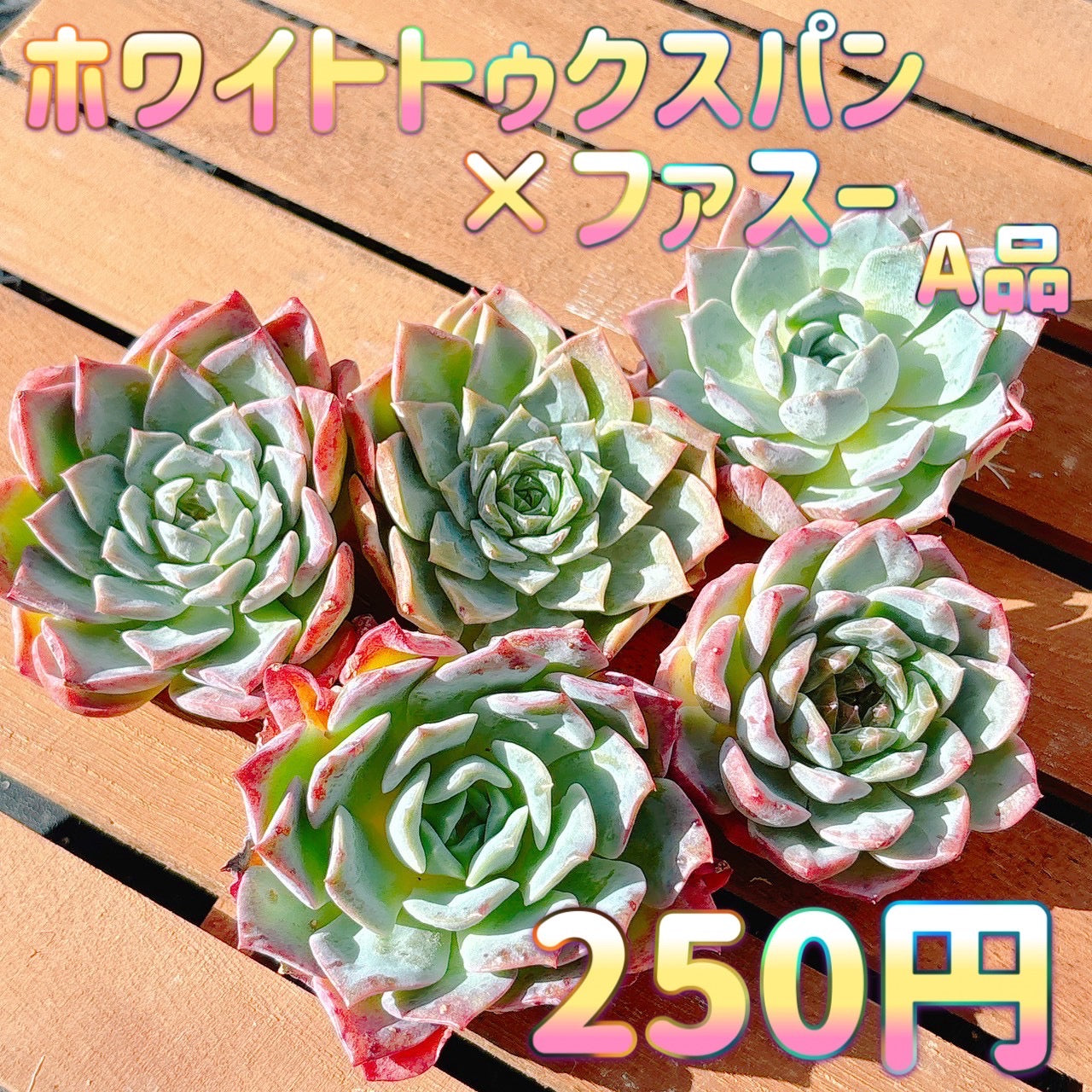 ホワイトトゥクスパン×ファスー　A品