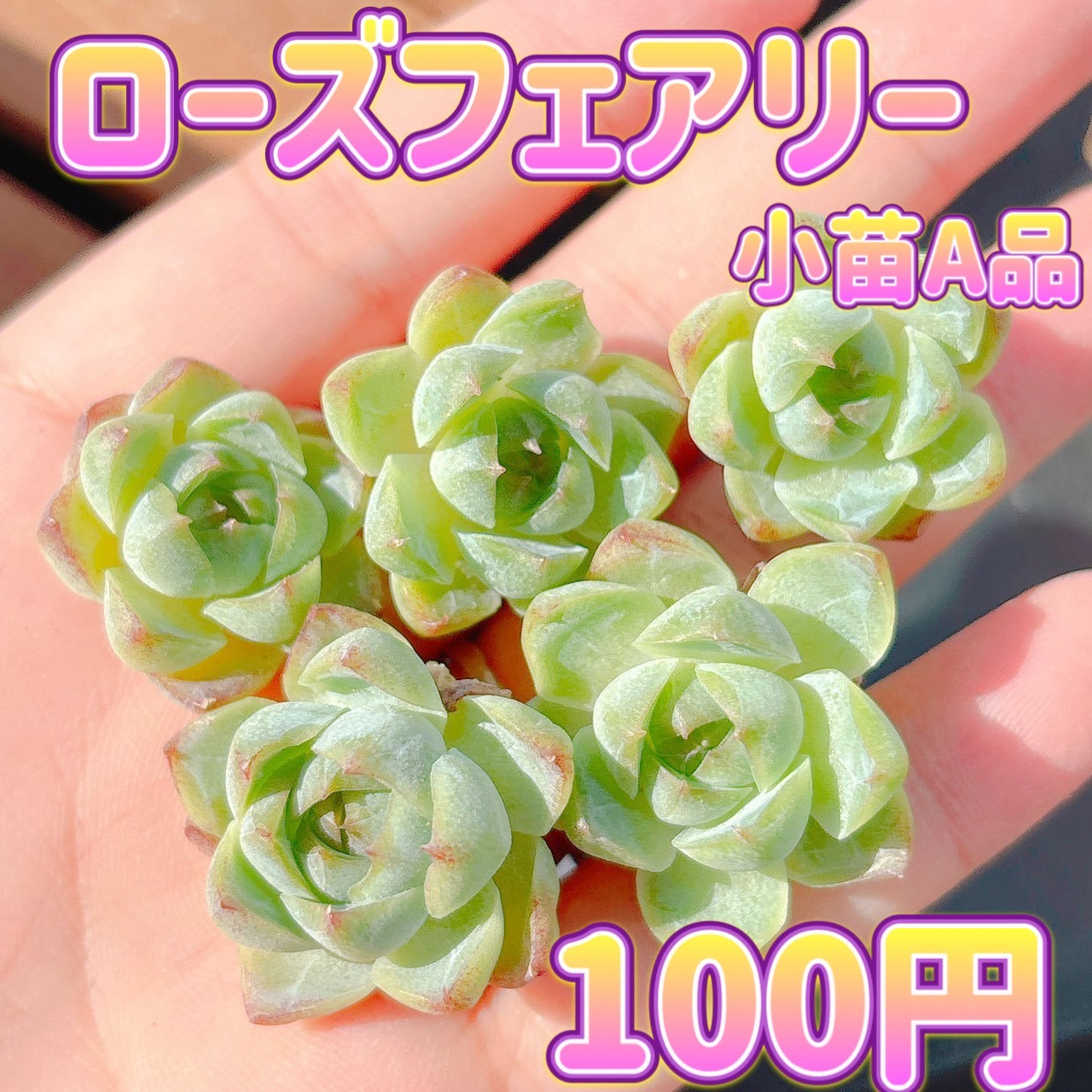 ローズフェアリー　小苗　A品