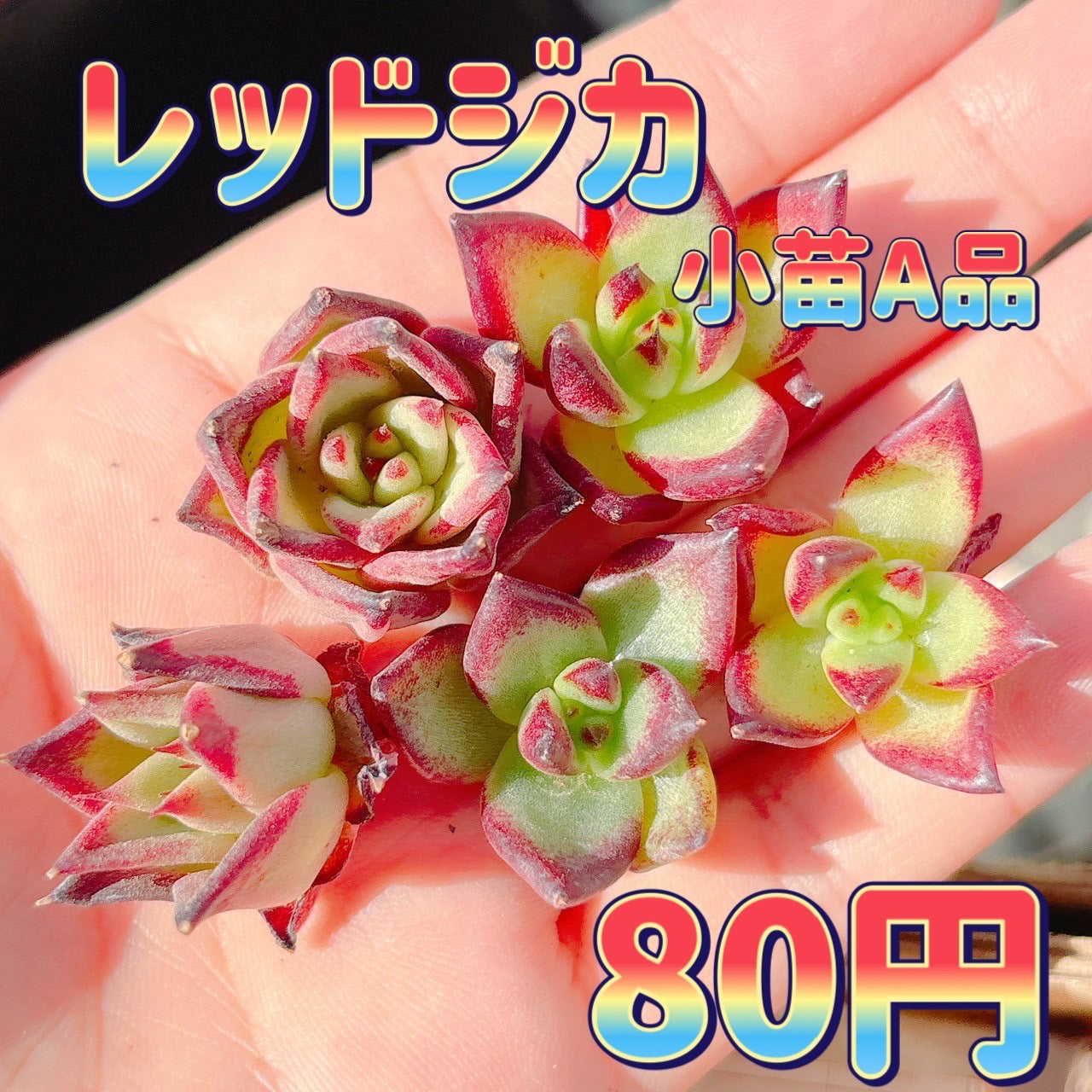 レッドジカ　小苗　A品