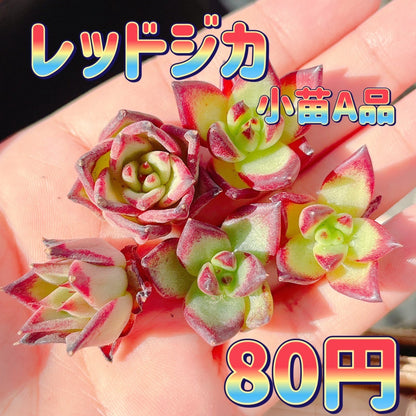 レッドジカ　小苗　A品