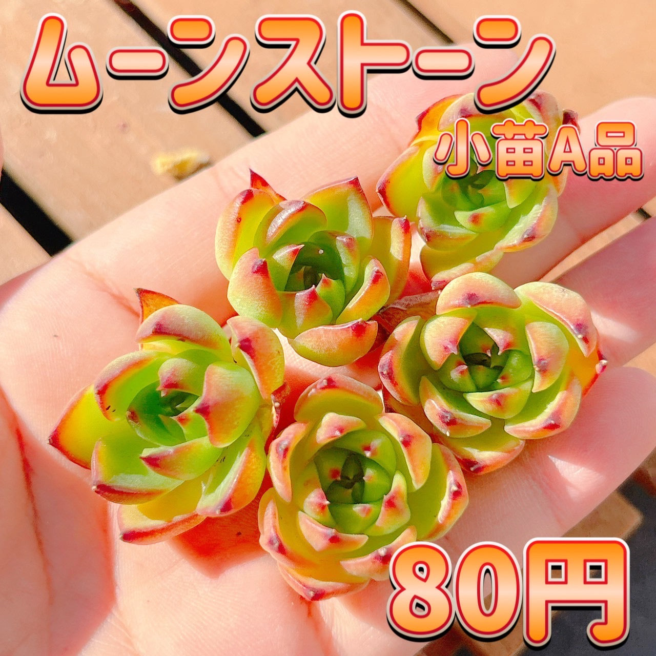 ムーンストーン　小苗　A品