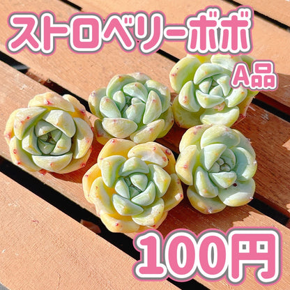 ストロベリーボボ　A品