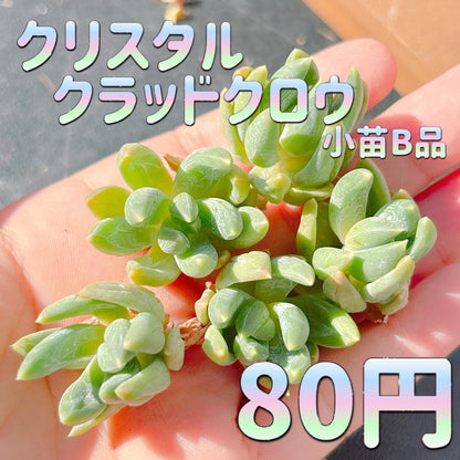 クリスタルクラッドクロウ　小苗　B品