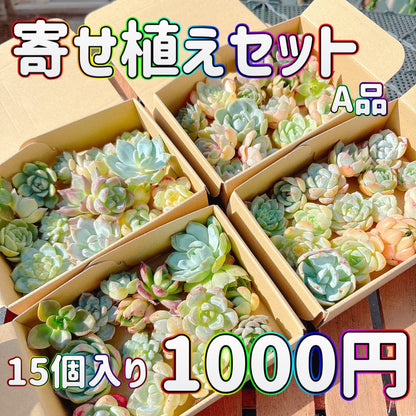 寄せ植えセット　A品